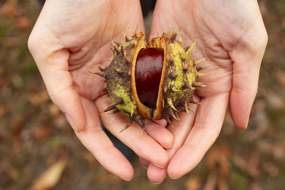 Why Chestnut ?